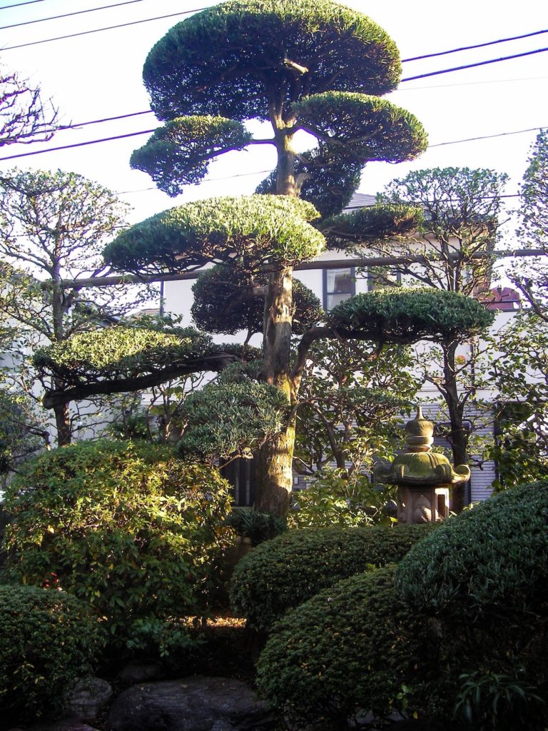 Japanese style tree pruning